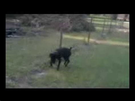 boxer dog pees on electric fence|Dog pees on electric fence .